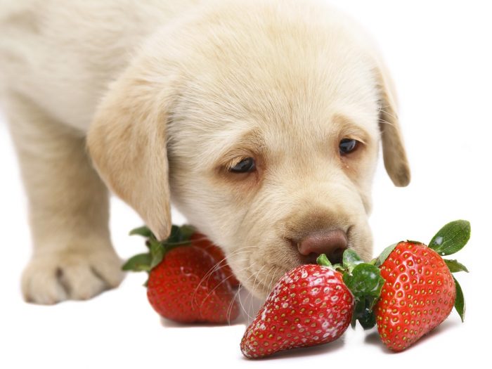 Can Dogs Eat Strawberries Organic Facts