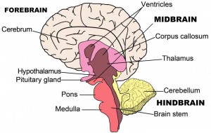 Brain Structure and Function
Depression is characterized by some irregularities in the brain structure and the manner in which it functions. Some of the highly implicated areas are such as the amygdala and hippocampus. Anytime this knowledge based on neural aspects is gained creates room for understanding the actual physiological elements underpinning depression.
Hormone Impact
It is important to have an understanding of the relationship between hormonal fluctuation and mood derangements when managing the precipitating factors for depression. Fluctuation in hormones, especially of thyroid hormone may affect the mental health.
