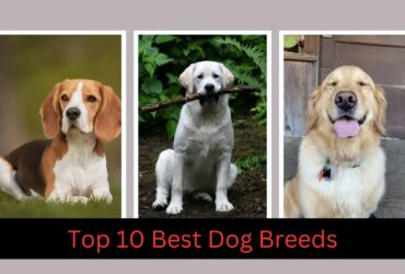Top 10 Best Dog Breeds for Children's Safety and Happiness