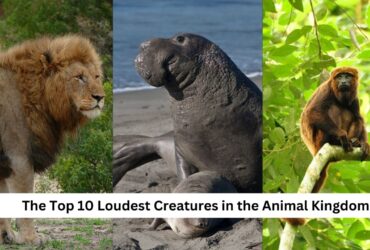 Nature's Decibels: The Top 10 Loudest Creatures in the Animal Kingdom